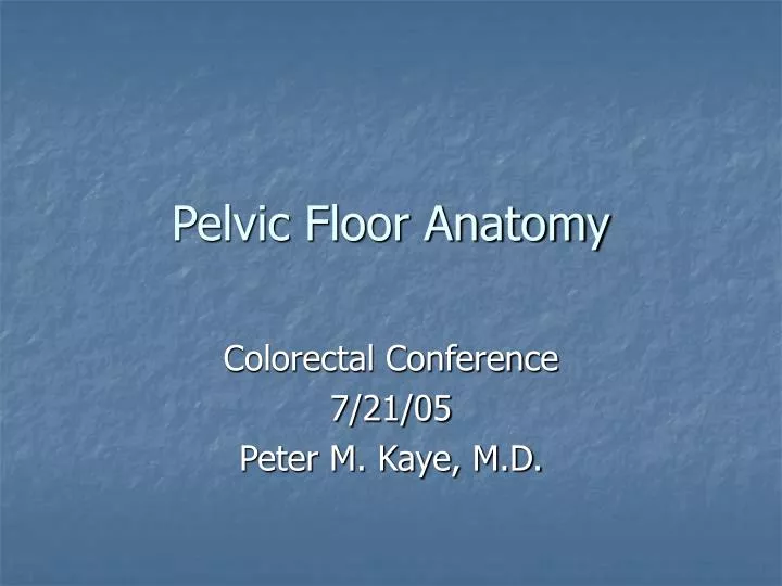 pelvic floor anatomy n.
