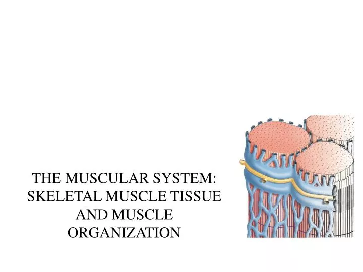 the muscular system skeletal muscle tissue and muscle organization n.