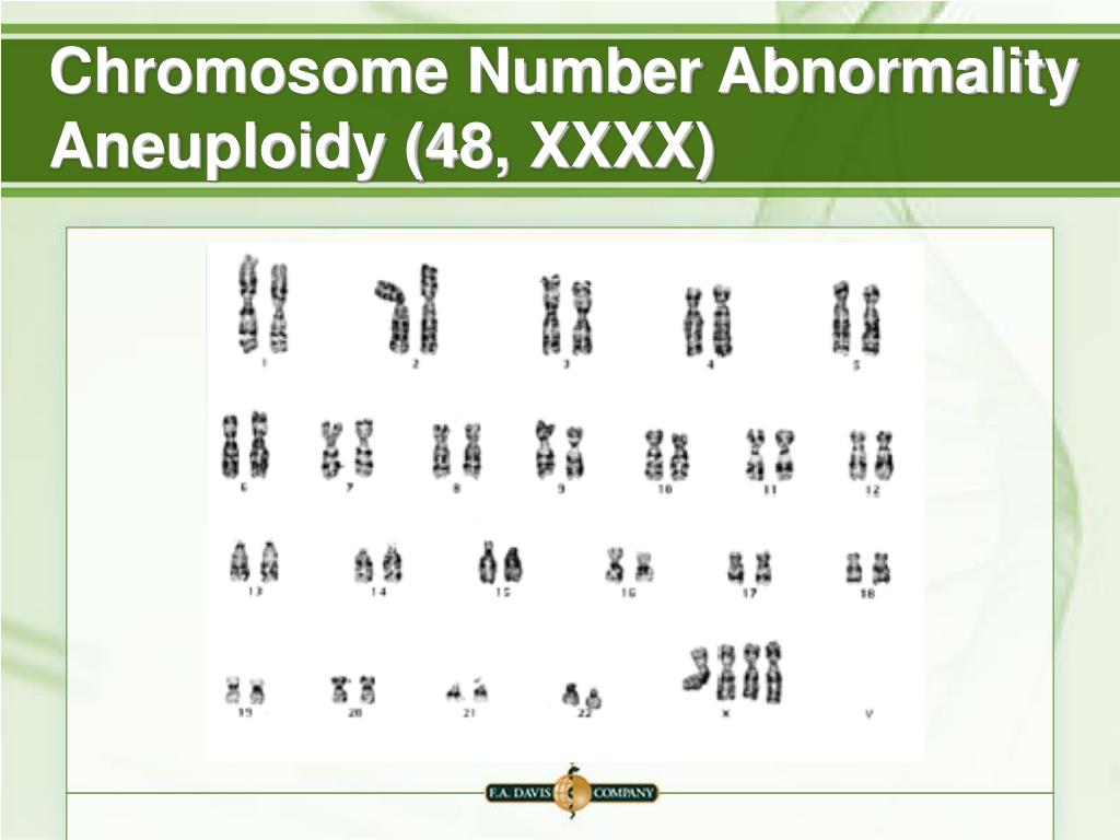 highc chromosome
