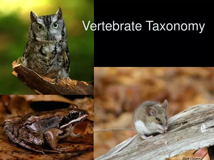 vertebrate taxonomy n.