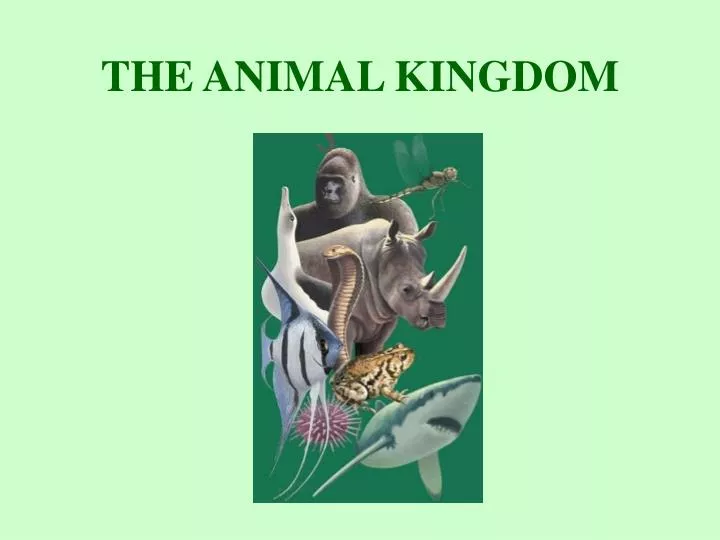 PPT - THE ANIMAL KINGDOM PowerPoint Presentation, free download - ID:162793