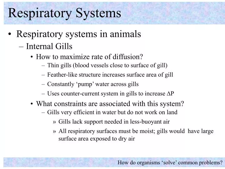 respiratory systems n.