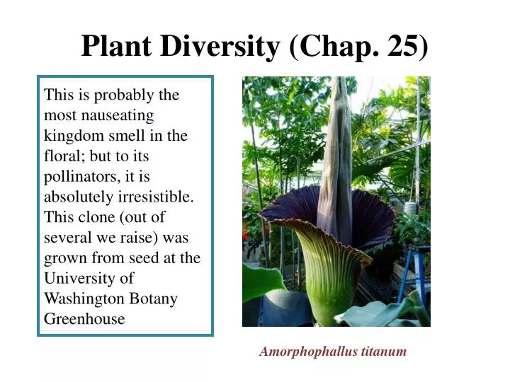 plant diversity chap 25 n.