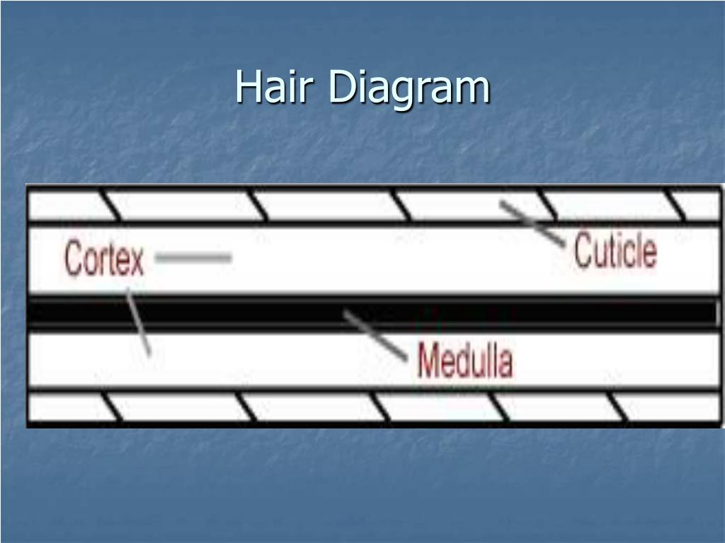 PPT - Forensic Hair Analysis PowerPoint Presentation, free download -  ID:164646