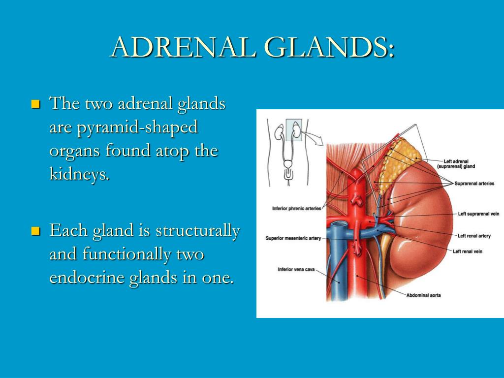 bovine adrenal glands