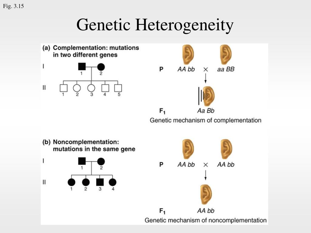 Heredity Examples