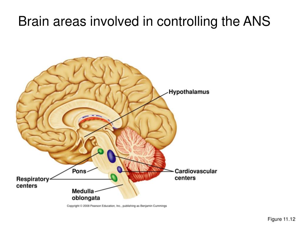 12 brains. Somatic senses в мозгу. Брейн система. Brain система устройство. Involved in.