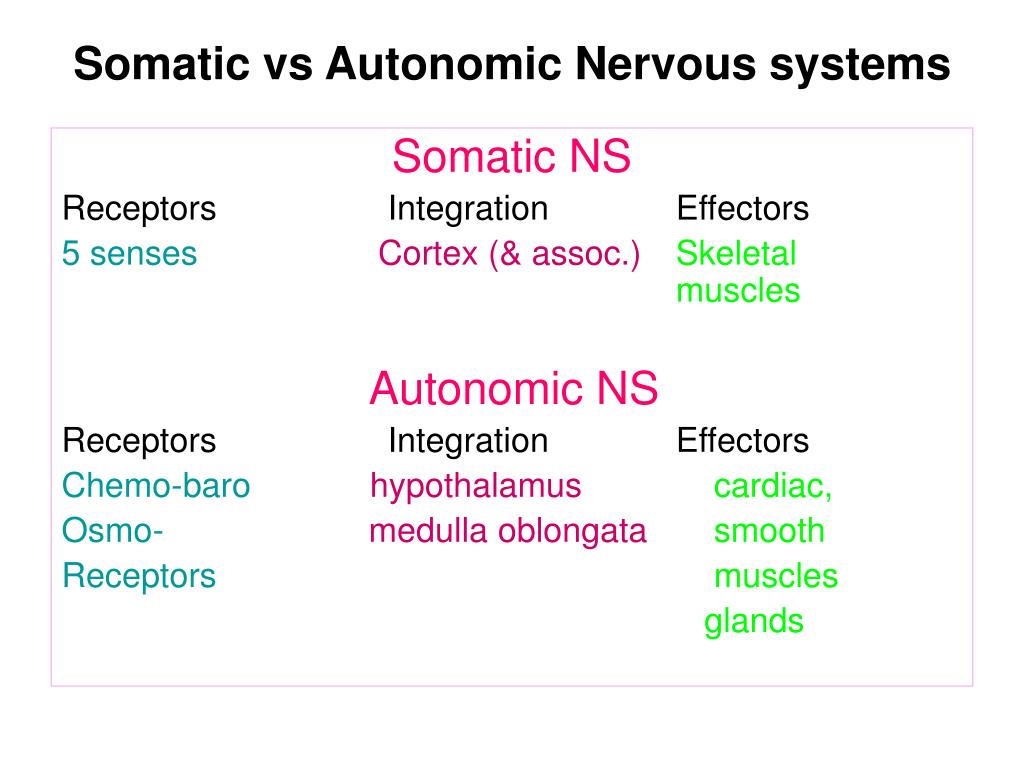 Ppt Autonomic Nervous System Powerpoint Presentation