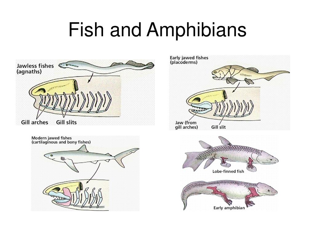 Контрольная работа по темам рыбы земноводные. Воблер Amphibia. Fish from Amphibians. Early Fish. Belt Limbs of Fish and Amphibians.