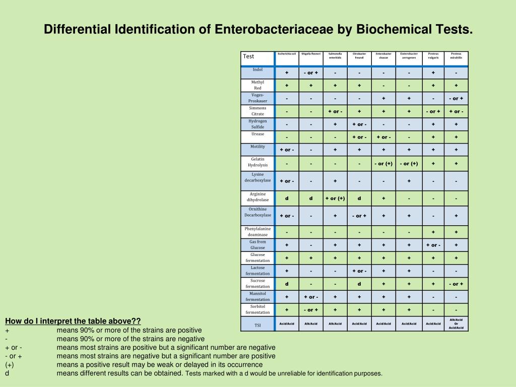 Enterobacteriaceae Biochemical Reactions Chart