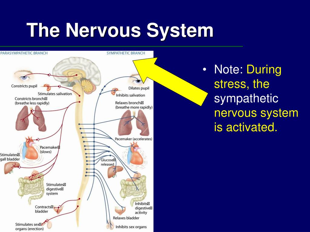 Симпатический стресс. Parasympathetic nervous System. Sympathetic and parasympathetic nervous System. Стресс симпатическая нервная система. Врач нервной системы.