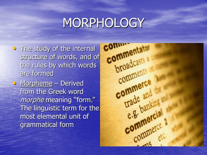 morphology n.