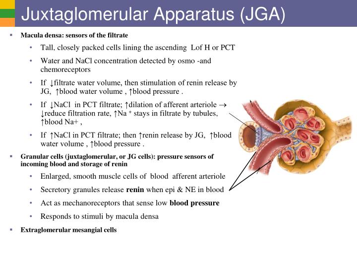 PPT Urinary System I Kidneys and Urine Formation PowerPoint