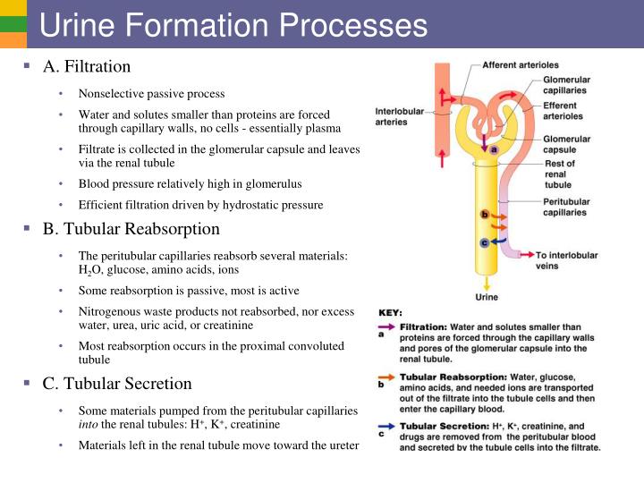 ppt urinary system i kidneys and urine formation mechanism of urine formation flow chart