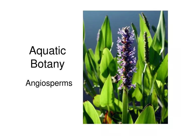 aquatic botany n.