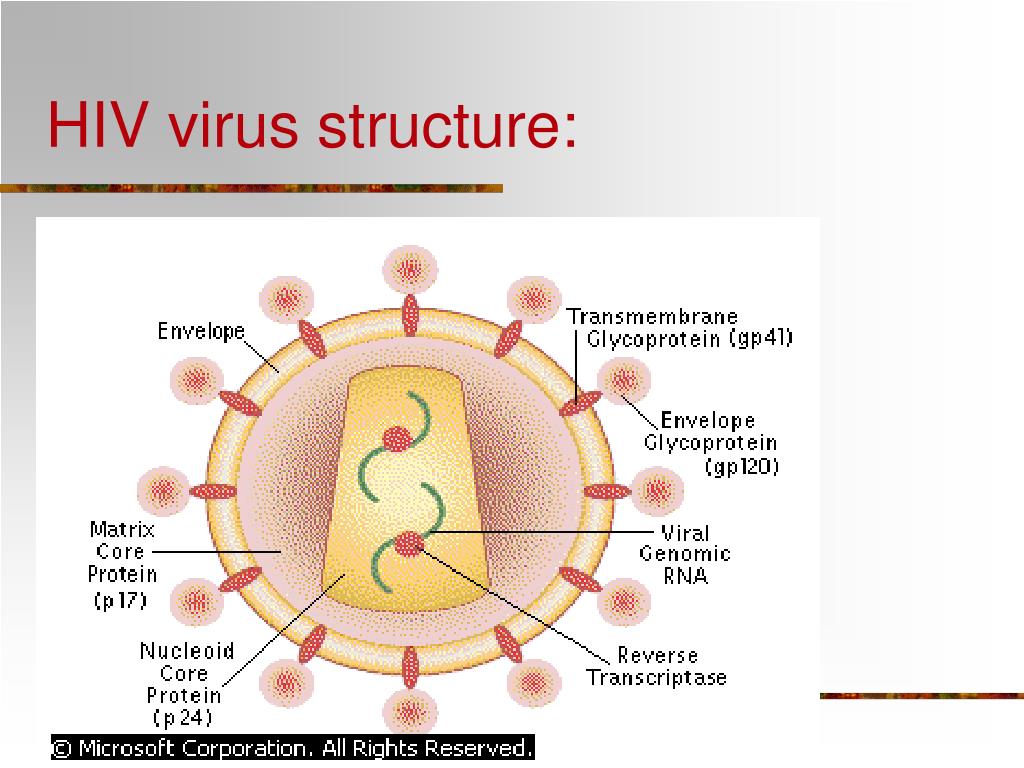 Human immunodeficiency virus. HIV structure. Virus structure. HIV Cell structure.