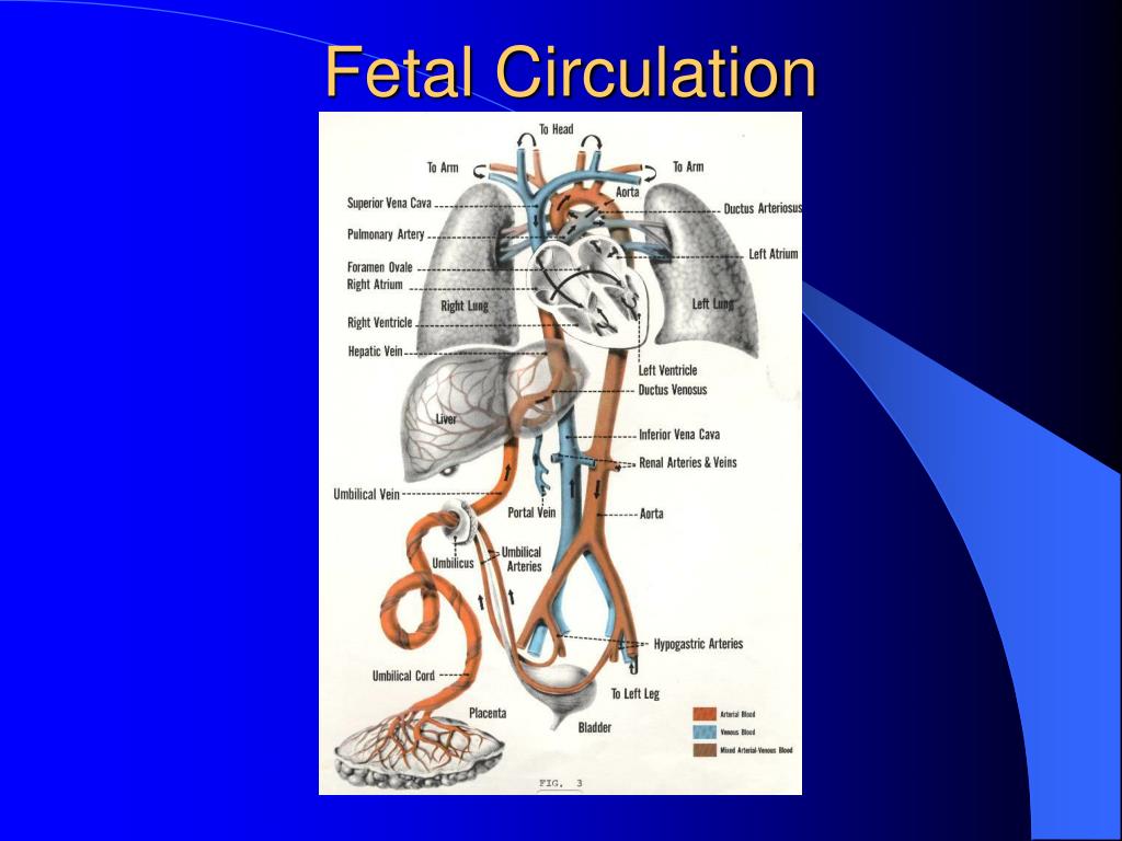 PPT - Fetal Development PowerPoint Presentation, free download - ID:170811