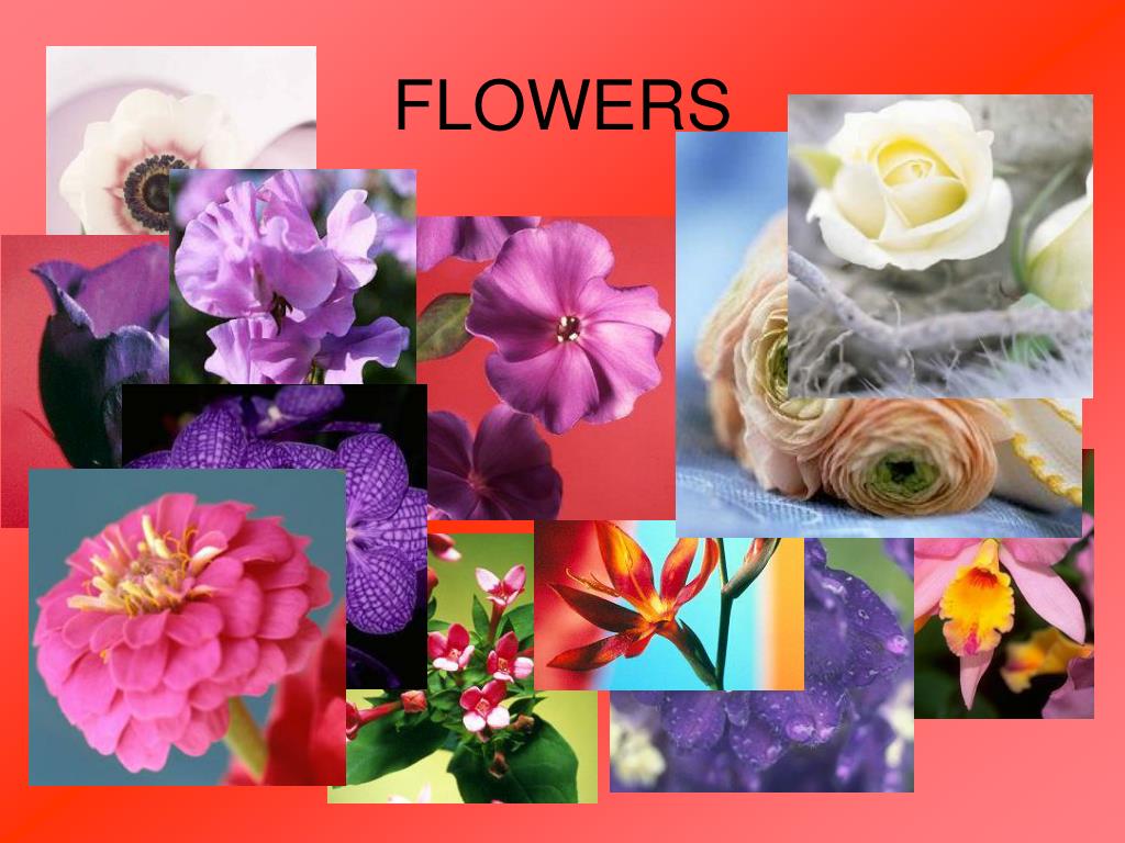 Ppt Flowers Powerpoint Presentation