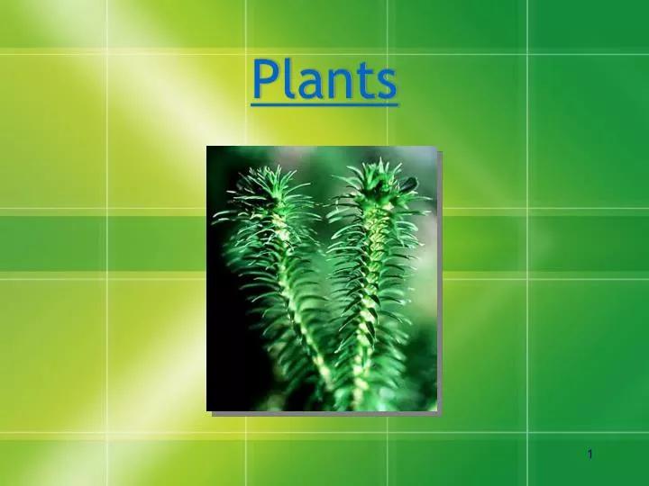 plants n.