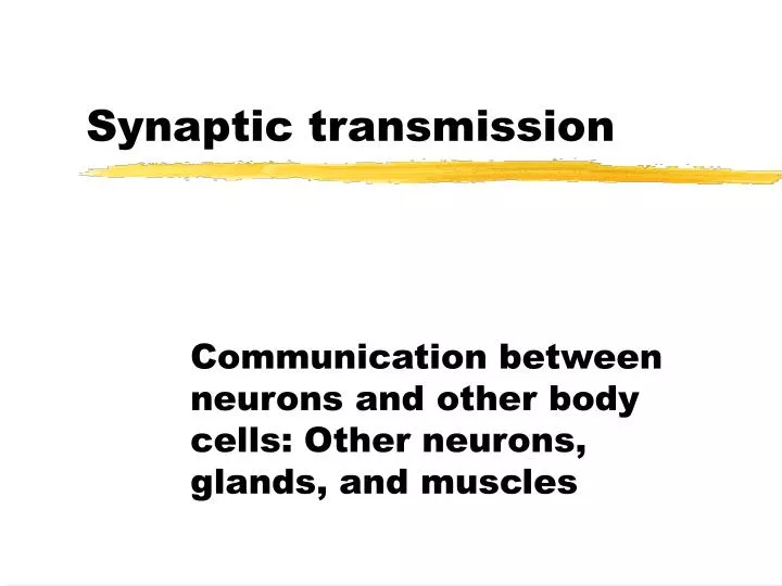 synaptic transmission n.