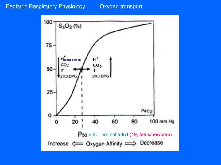 PPT - Pediatric Respiratory Physiology PowerPoint Presentation - ID:172525
