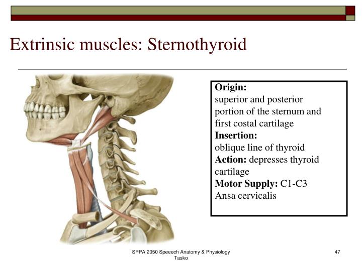 ppt the phonatory system powerpoint presentation id 172654