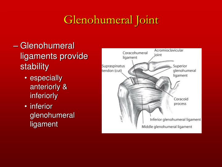 PPT - Chapter 5 The Shoulder Joint PowerPoint Presentation - ID:172726