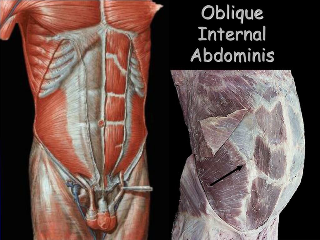 Операция на мышцы живота. Transversus abdominis мышца. Rectus abdominis muscle. Мышцы живота апоневроз анатомия.