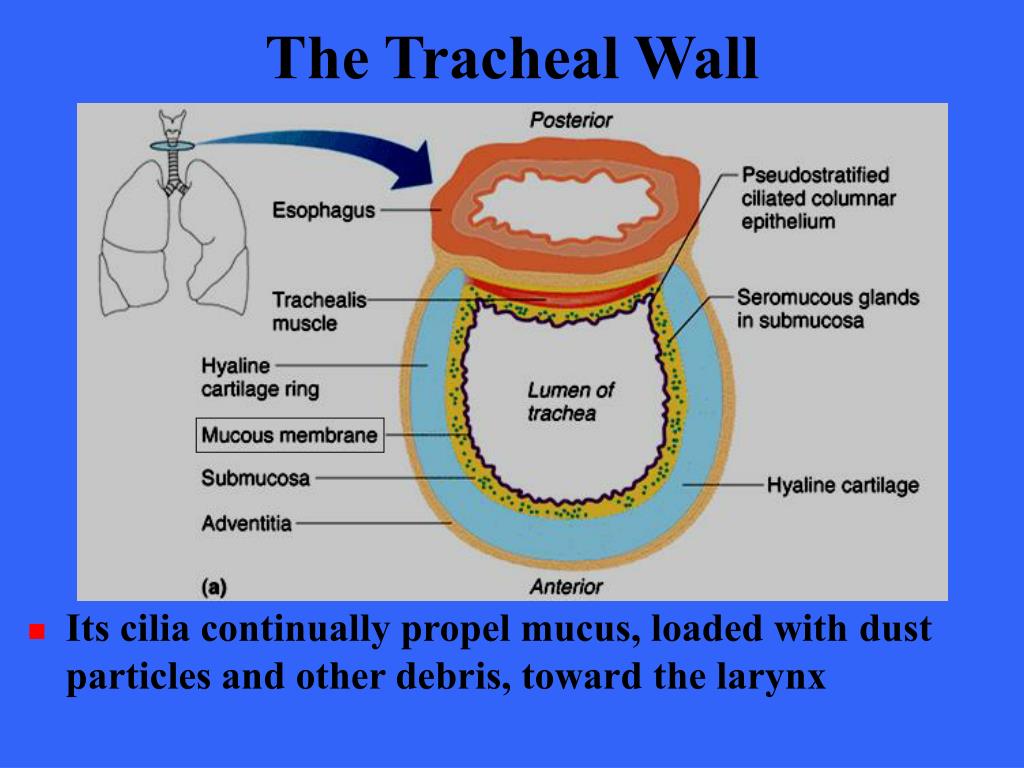 Trachea and Larynx (Chapter 12) - Atlas of Surgical Techniques in Trauma