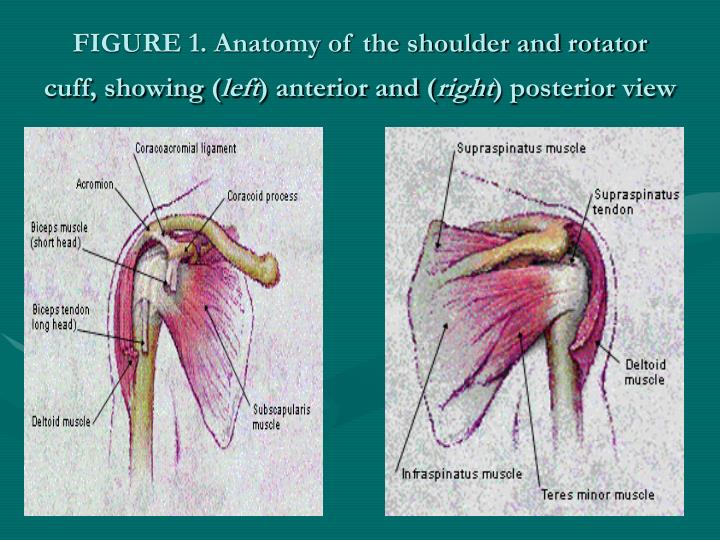 PPT - The Musculoskeletal Examination in the Elderly ...