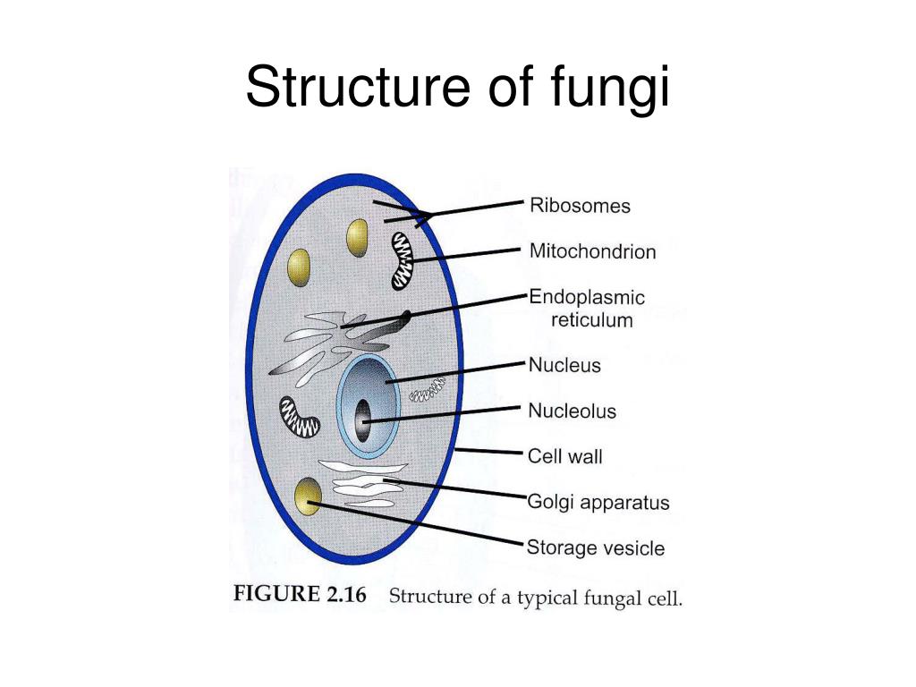 [DIAGRAM] Well Labelled Diagram Of A Mushroom - MYDIAGRAM.ONLINE