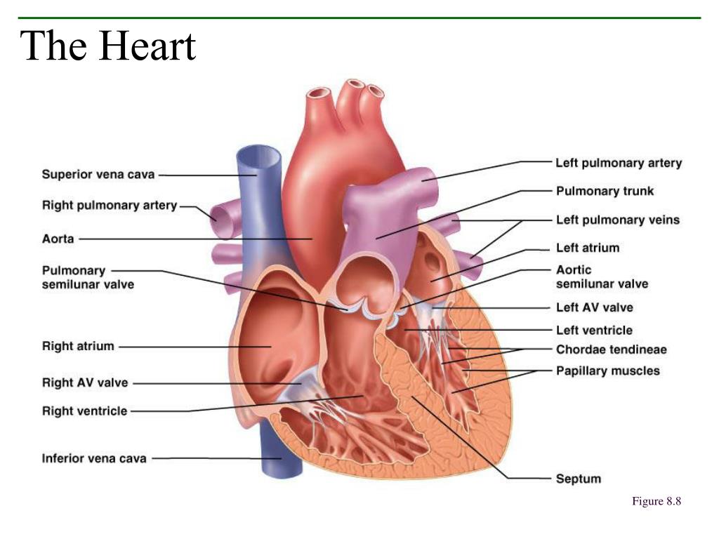 PPT - Includes transport of : 1. oxygen 2. carbon dioxide 3 nutrients 4 ...