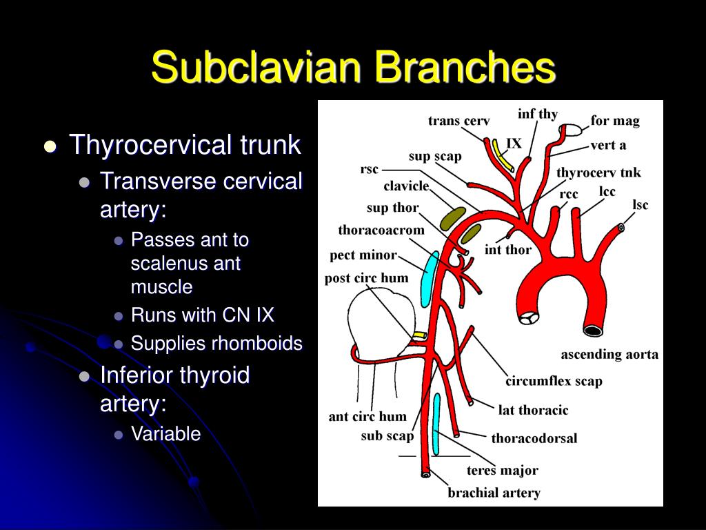 PPT - VASCULAR SUPPLY TO UPPER EXTREMITY PowerPoint Presentation, free