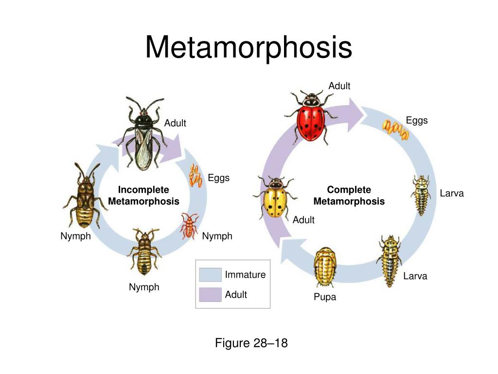 Включи metamorphosis 2. Incomplete Metamorphosis. Complete Metamorphosis. Complete and incomplete Metamorphosis. Metamorphosis ФОНК.