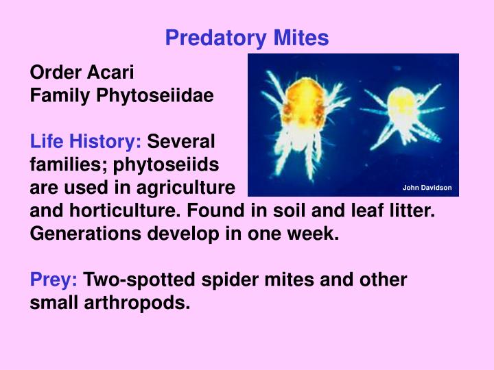 PPT Beneficial Insects and Other Arthropods PowerPoint Presentation