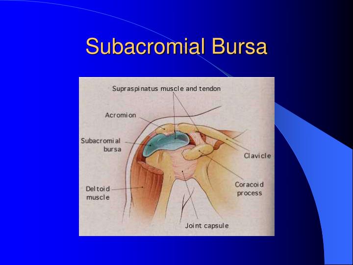 PPT - Shoulder Anatomy and a preface on the Shoulder Arthroscopy - Ebrahimzadeh MH MD Shoulder ...