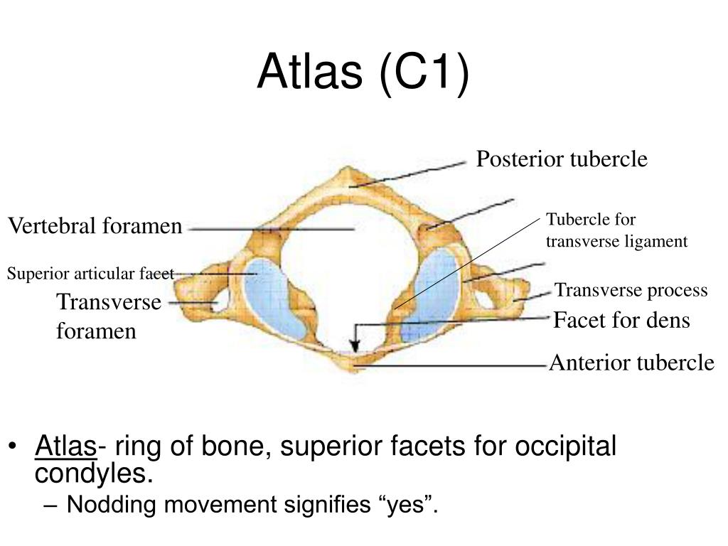 Superior view перевод. Atlas c1. Foramen transversarium c-vertebrae. C1 Atlas on occipital. C1 Atlas of Dog.