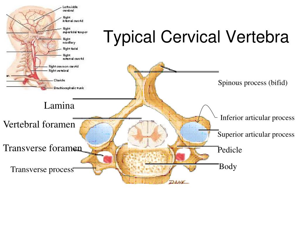 Typical Cervical Vertebra