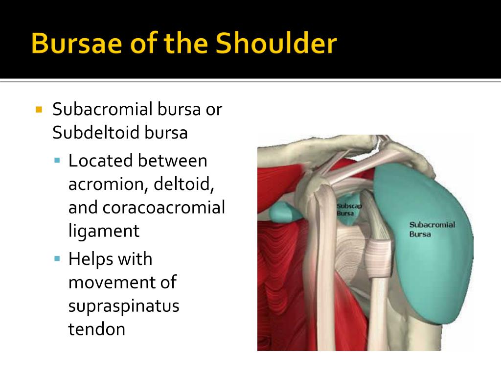 PPT - Shoulder Joint (Glenohumeral Joint) PowerPoint Presentation, free