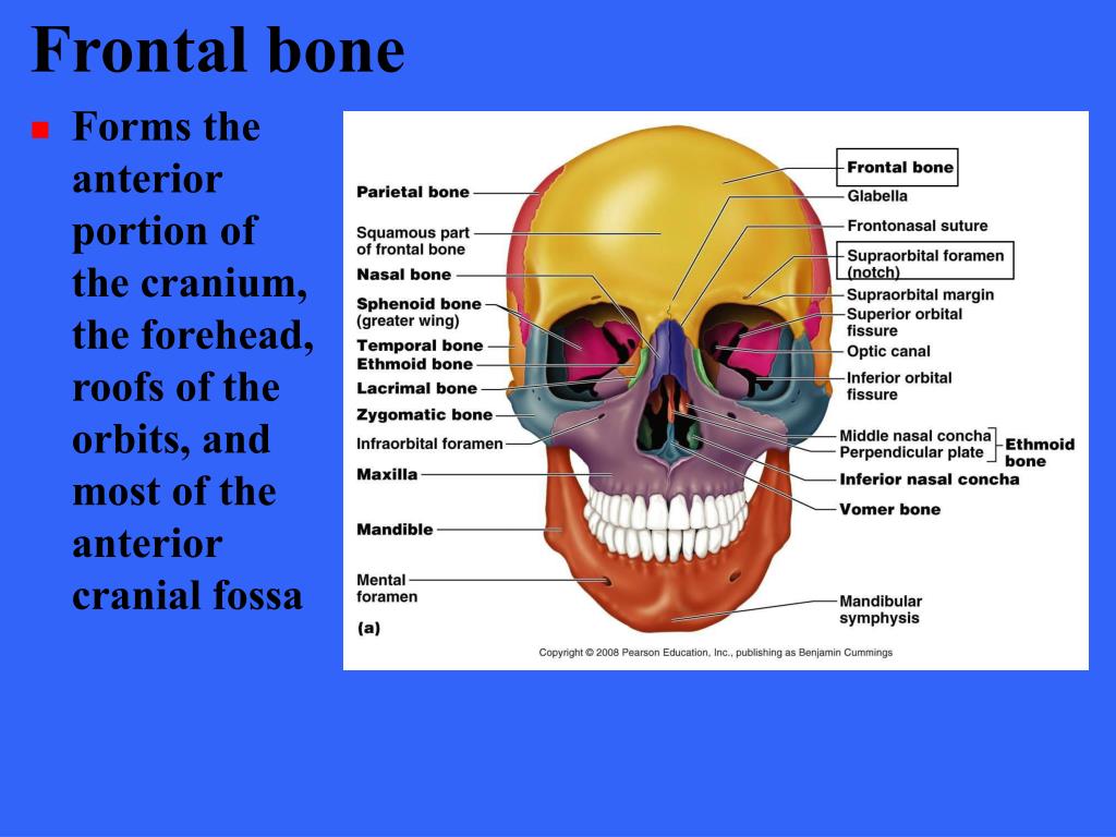 PPT - THE SKELETON PowerPoint Presentation, free download - ID:176647