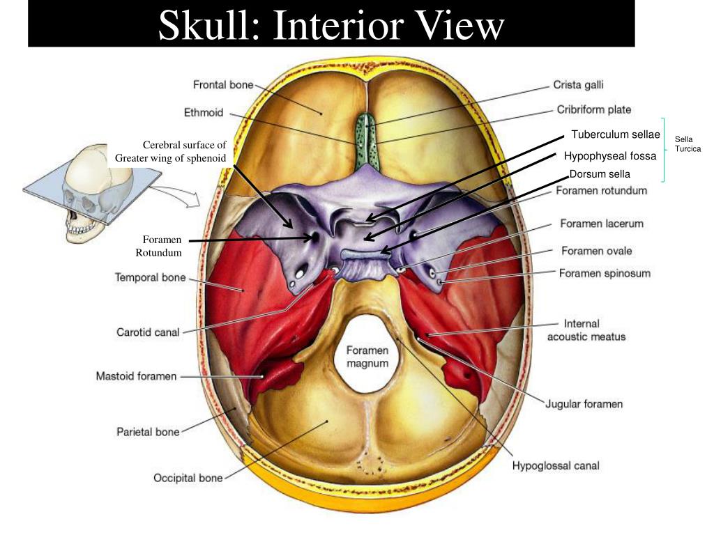 Ppt Anatomy Of Skeletal Elements Powerpoint Presentation