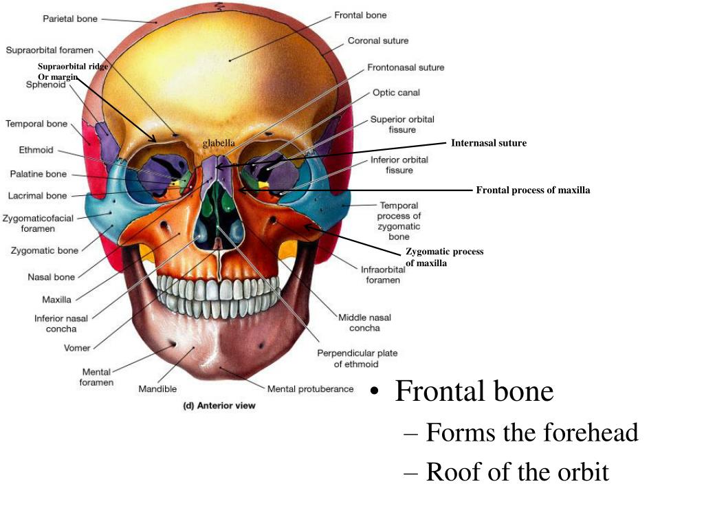 PPT - Anatomy of Skeletal Elements PowerPoint Presentation, free