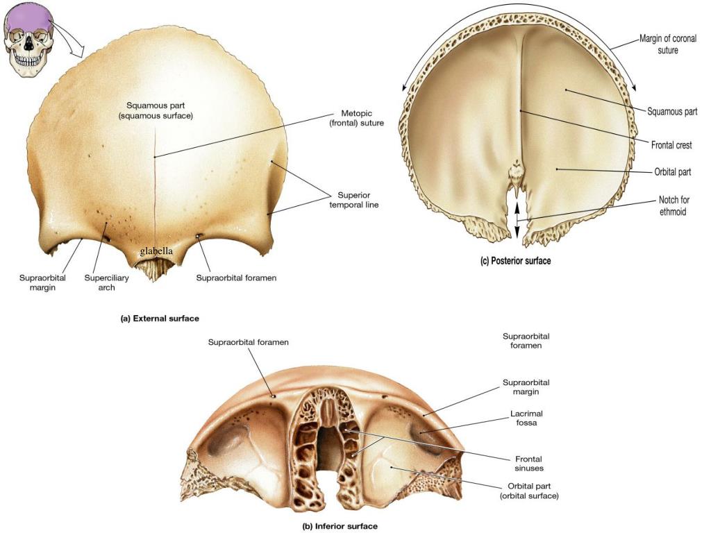 Лобные латынь. Лобная кость черепа человека. Строение лобной кости анатомия. Ямка слезной железы лобной кости. Лобная кость черепа анатомия человека.