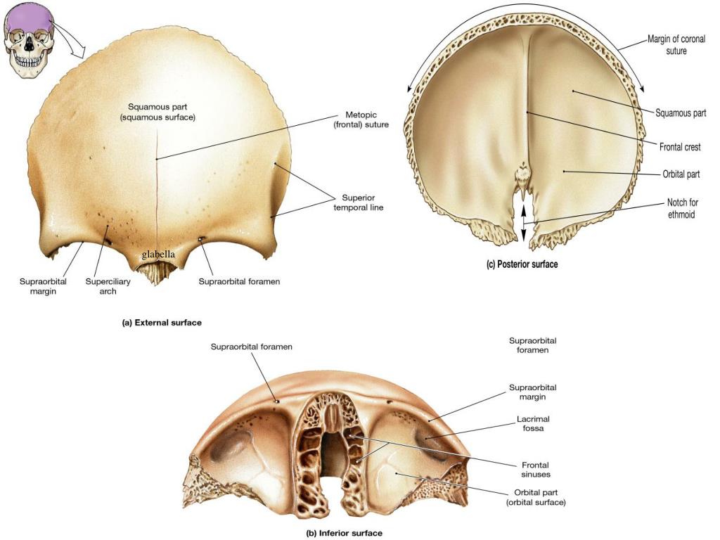 Лобная кость. Лобная кость анатомия Синельников. Лобная кость черепа человека. Строение лобной кости анатомия. Лобная кость черепа анатомия.