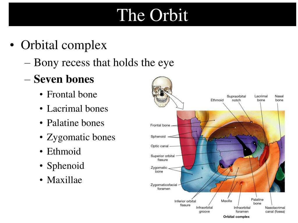 Строение глазницы кости. Стенки глазницы анатомия. Строение глазницы черепа. Полость глазницы анатомия. Костные стенки орбиты.