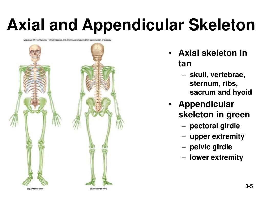 Axial And Appendicular Skeleton Labeling Biology Diagrams