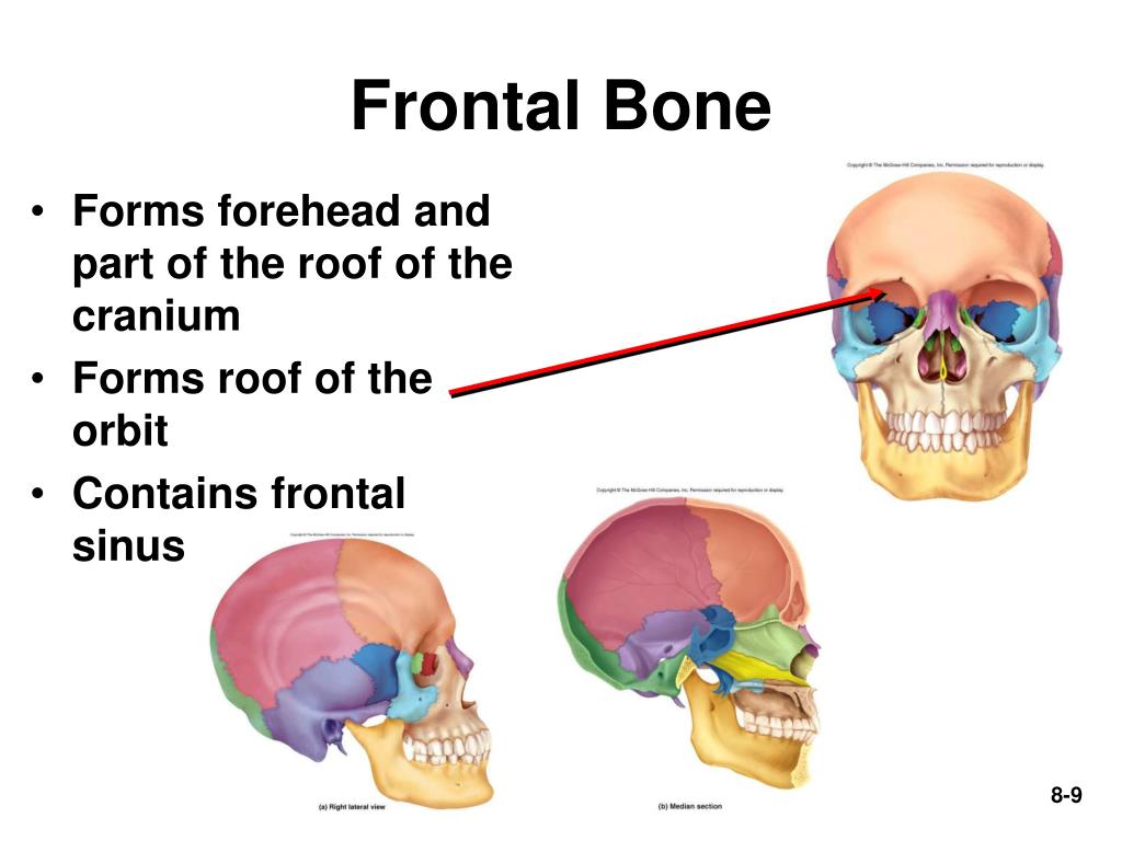 The bones form. Frontal. Frontal Bone squamous Part. Frontal prokseya. Outline of the frontal Bone Part of the Neck.