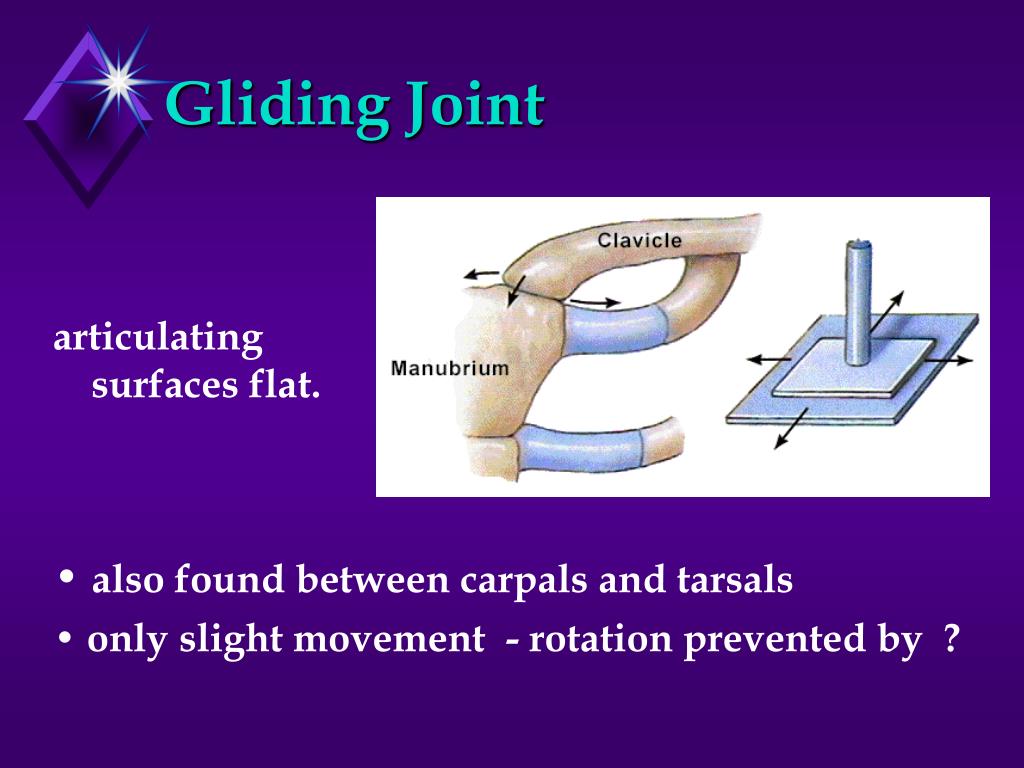 PPT - Anat 1 Chapter 8 : Articulations PowerPoint Presentation, free