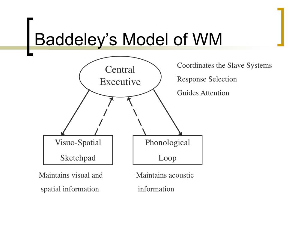 Бэддели ваша память. Структура рабочей памяти Бэддели. Typology of Phonological System. Модель рабочей памяти Баддели.