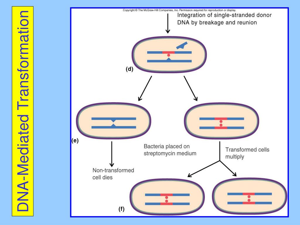 Ppt Chapter 8 Bacterial Genetics Powerpoint Presentation Free Download Id177094 8595